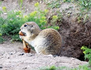 Mount Ararat home to rare species, squirrels