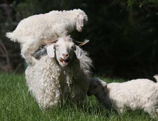 Motherhood in animal kingdom touches hearts in Turkey’s Bursa