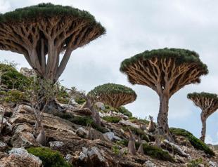 Yemen, UAE reportedly reach deal over island