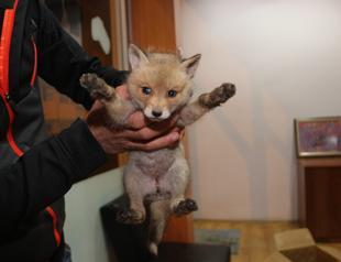 Fox cub found roadside