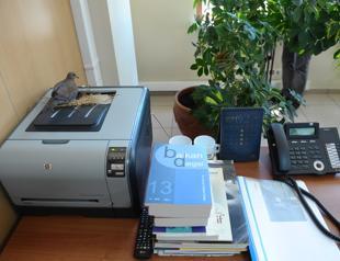 Doves build nest on printer in Bursa mayor’s Office