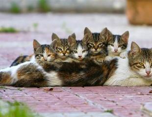 A mother cat boasts her offspring