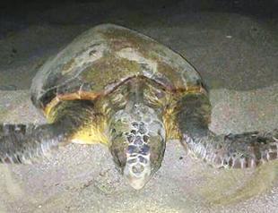 Sea turtles lay eggs early this year
