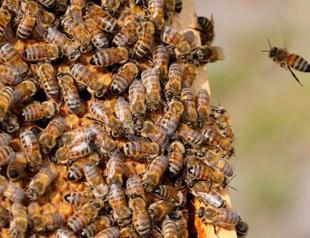 EU court upholds insecticide ban to protect bees