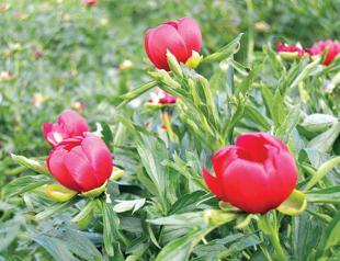 Peony roses under protection