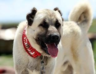 Turkish shepherd dogs come to French sheep’s rescue