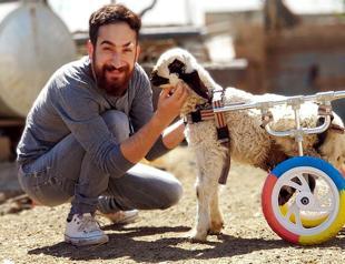 ‘Life repairer’ this time creates prosthetic artificial legs for disabled lamb
