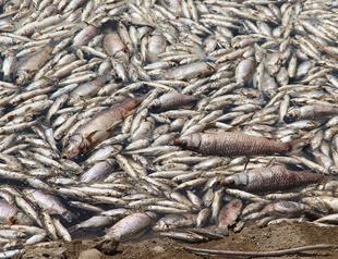 Authorities begin inspecting mass fish deaths in Turkey’s Aydın
