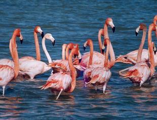 Environment Ministry restricts testing of new railgun system in Salt Lake for flamingos