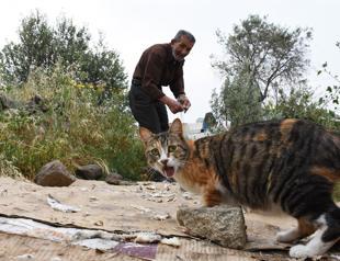 Local man feeds Bodrum’s cats for 30 years