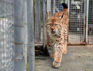 Folkloric and a national symbol: Saving the Balkan Lynx