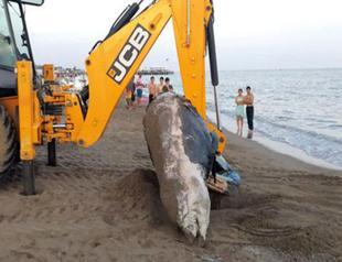 Four-meter-long whale washes ashore in resort town Antalya