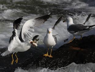 Pearl mullets fight against seagulls