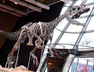 Rare dinosaur skeleton sells for two million euros
