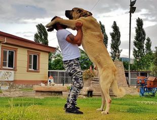 Turkish ‘lion’ sheepdogs attract worldwide interest