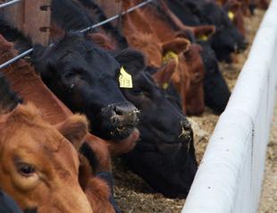 Russian cow meat exports to Turkey get clearance
