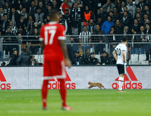 Turkish club Beşiktaş fined over cat on pitch