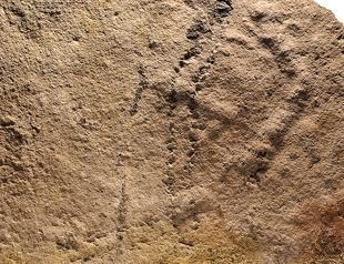 Earliest animal footprints found in China