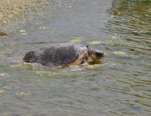 Caretta caretta released into sea after treatment in Turkey’s west