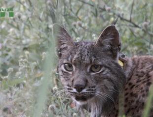 Rare lynx found in Spain after being released in Portugal