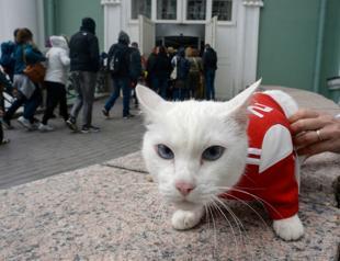 Achilles the Cat, Russias deaf but highly gifted World Cup soothsayer