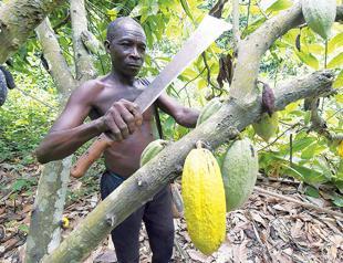 Nigeria moves to boost cocoa sector