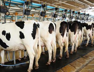 Turkey’s milk production up over 17 percent in April
