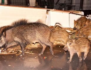 Bodrum locals feeding wild boars to keep them in forest