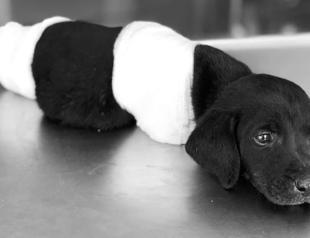 Puppy succumbs to injuries after four feet cut off by human