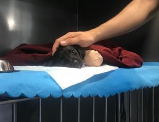 Puppy killing stirs outrage in Turkey as politicians vouch for new animal rights law