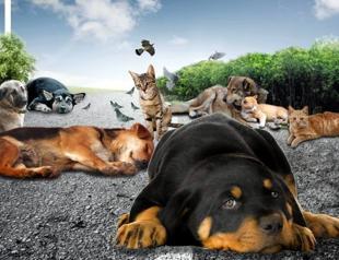 Turkish activists slam new bill on animal rights as ‘license to kill’