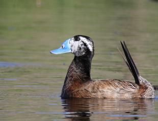 Bird population increases around Lake Erçek in Van
