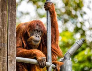 Worlds oldest Sumatran orangutan dies aged 62