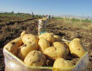 Turkish gov’t to allow onion, potato imports as prices skyrocketing