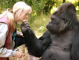 Koko the gorilla used smarts, empathy to help change views