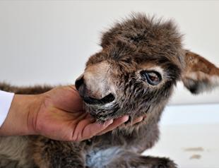 Abandoned baby donkey recovers after treatment in Turkey’s Van