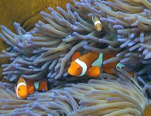 Australia failing to protect Great Barrier Reef: Activists