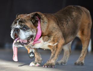 English Bulldog drools way to Worlds Ugliest Dog crown