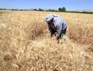 Syria to import 1.5 million tons of wheat: Minister