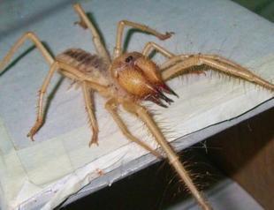 Flesh eating camel spider seen in western Turkey: Expert