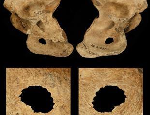 Neanderthals hunted in bands and speared prey up close
