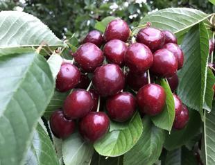 Turkish cherry exports expected to hit all-time high