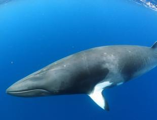 Japan to seek partial resumption of commercial whaling