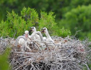 New chicks in Stork Valley