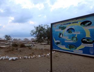 Baby sea turtles crawl to sea in Turkey’s Muğla