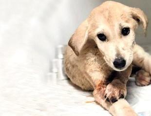 Puppy in critical condition after armed attack in Turkey’s southeast