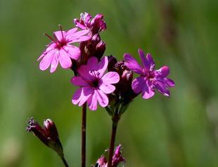 Damage to rare plants punished in Turkey