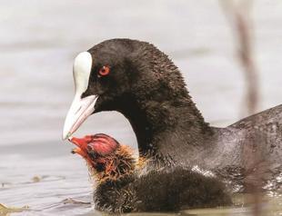 Turkey is home to 103 types of waterfowls