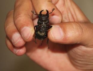 ‘Most valuable’ rare stag beetle species found in western Turkey