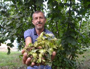 Turkey earns $1.6 billion in hazelnut exports in 10 months
